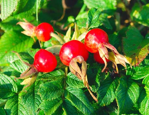 4 старих рецепти молодості з давньої Русі – чому їх не варто робити?