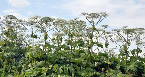 6 небезпечних рослин зашкодять вашій шкірі – уникайте їх
