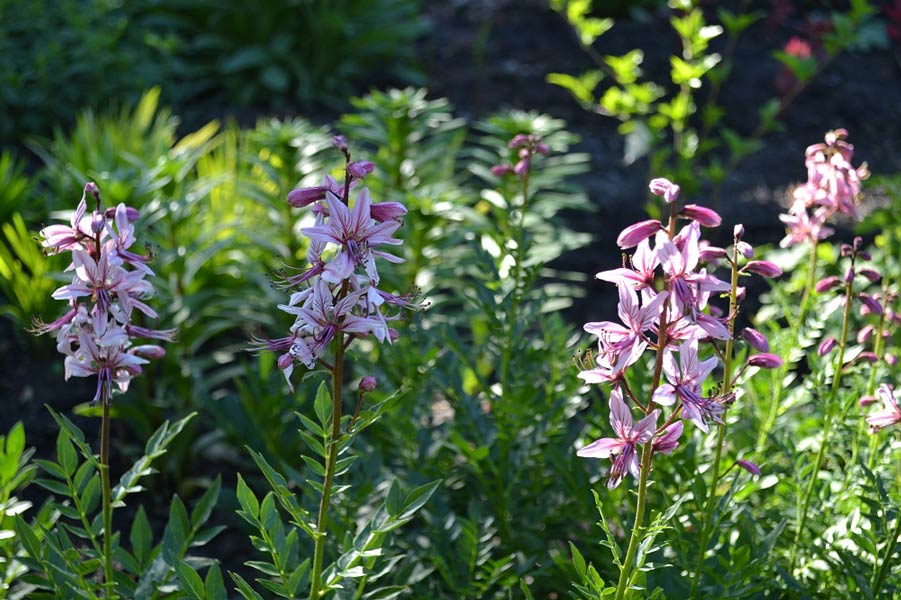 6 небезпечних рослин зашкодять вашій шкірі – уникайте їх