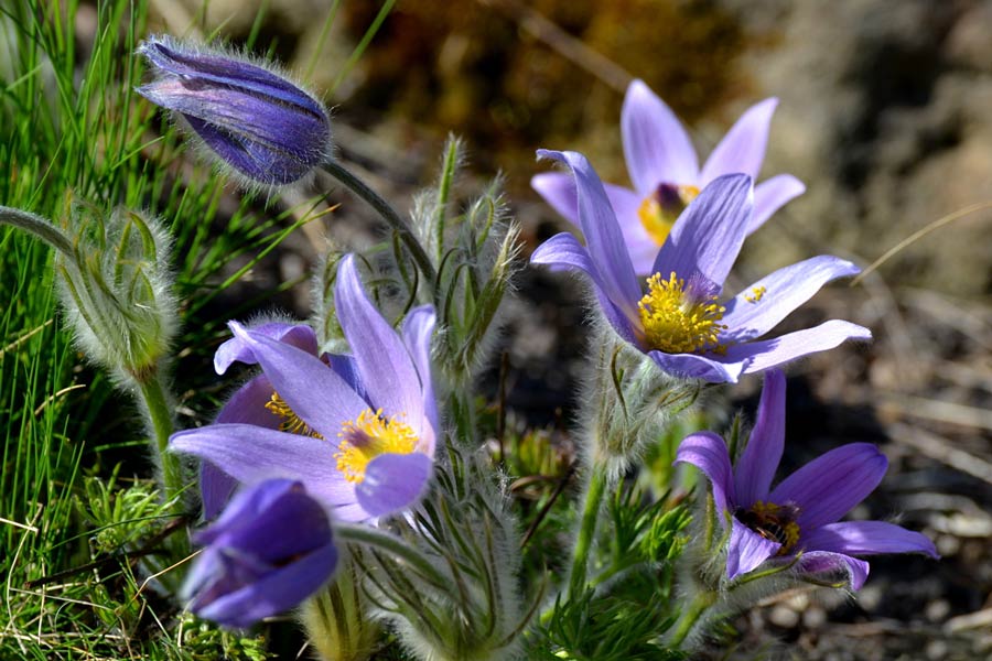 6 небезпечних рослин зашкодять вашій шкірі – уникайте їх