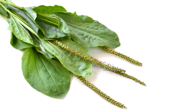 8 продуктів можна прикладати до тільки що утворився рані