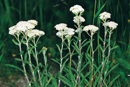 8 продуктів можна прикладати до тільки що утворився рані