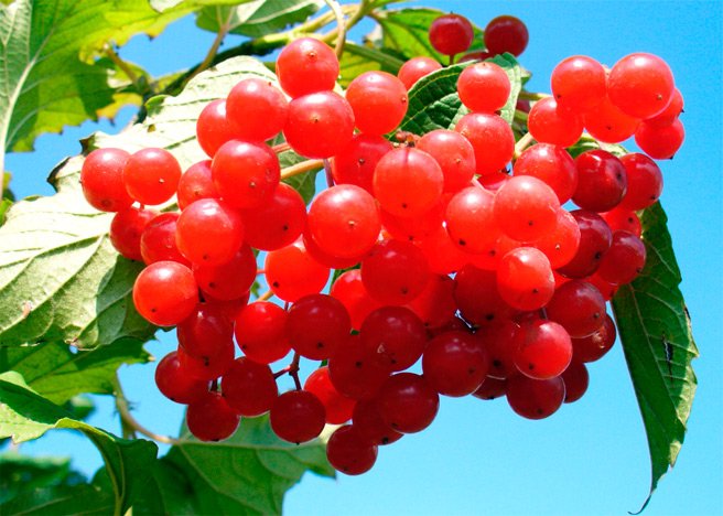 8 продуктів можна прикладати до тільки що утворився рані