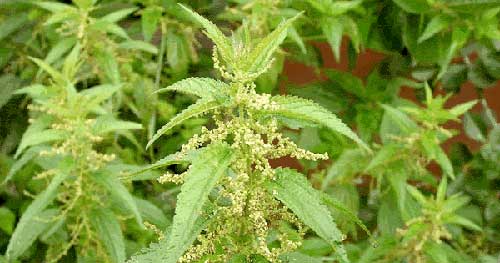 8 продуктів можна прикладати до тільки що утворився рані