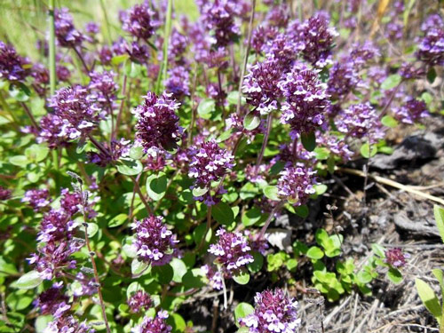 9 доступних рослин допоможуть після укусів комарів