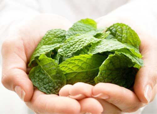 9 доступних рослин допоможуть після укусів комарів