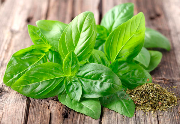 9 доступних рослин допоможуть після укусів комарів