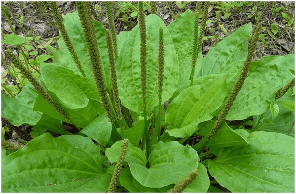 9 доступних рослин допоможуть після укусів комарів