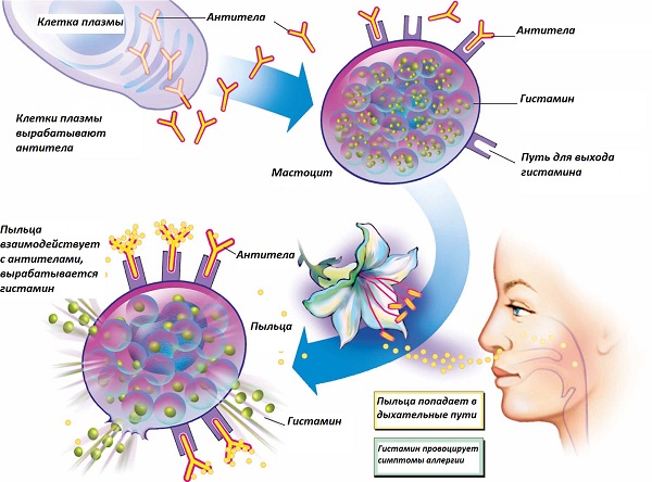 Алергічний риніт у дорослих особливості перебіг та лікування захворювання