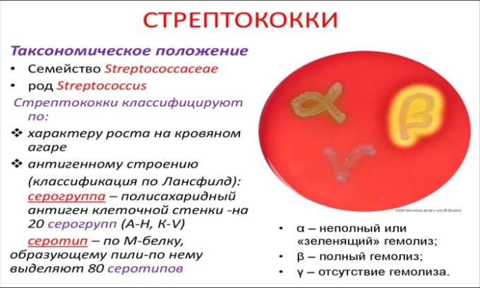 Амоксицилін Клавуланова кислота: інструкція по застосуванню