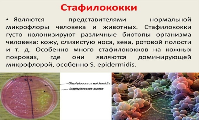 Амоксицилін Клавуланова кислота: інструкція по застосуванню
