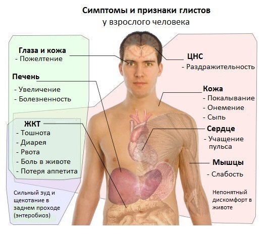 Аналізи крові та калу на глисти у дорослих і дітей. Аналіз калу на яйця глист: як правильно зібрати, як здавати, скільки робиться аналіз калу на яйця глистів?