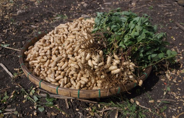 Арахіс: користь і шкода для організму жінок і чоловіків, корисні властивості та протипоказання
