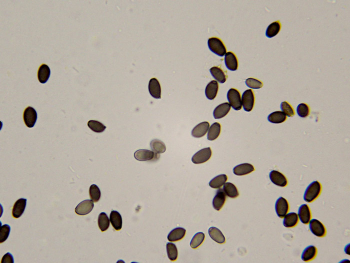 Атакував грибок залишивши білі плями, що це?