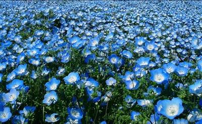 Атеросклероз судин нижніх кінцівок — лікування народними засобами Атеросклероз судин нижніх кінцівок — лікування народними засобами