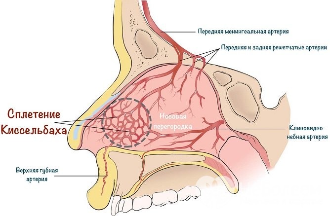 Атрофічний риніт: симптоми і лікування, причини
