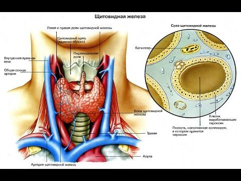 Аутоімунний тиреоїдит щитовидної залози