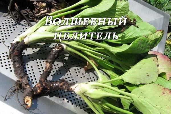 Бадан – лікувальні властивості і протипоказання