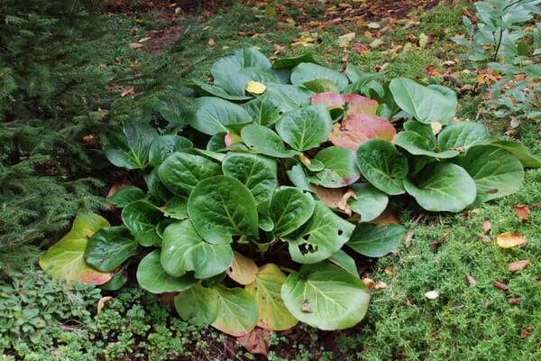 Бадан – лікувальні властивості і протипоказання