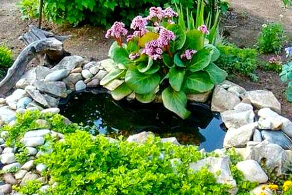 Бадан – лікувальні властивості і протипоказання