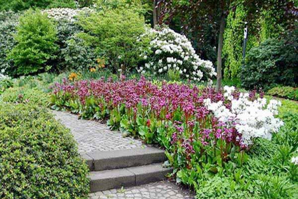 Бадан – лікувальні властивості і протипоказання