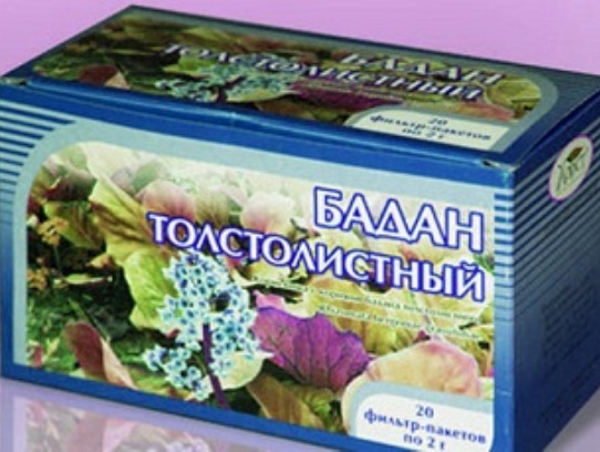 Бадан товстолистий Лікувальні властивості і застосування бадану в медицині