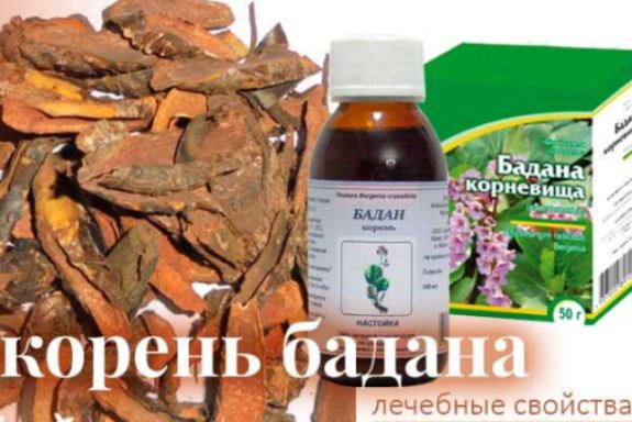 Бадан товстолистий Лікувальні властивості і застосування бадану в медицині
