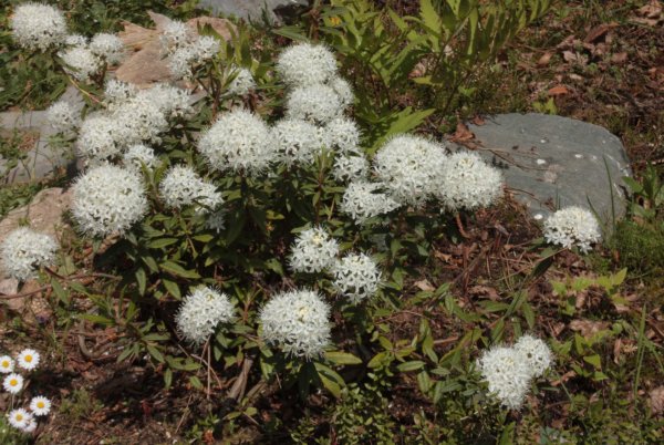 Багно болотний лікувальні властивості та протипоказання застосування Багно болотний лікувальні властивості та протипоказання застосування