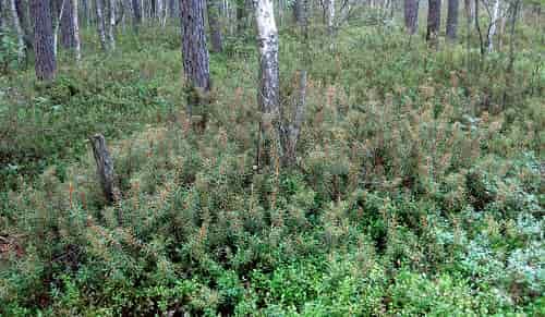 Багно болотний лікувальні властивості та протипоказання застосування Багно болотний лікувальні властивості та протипоказання застосування