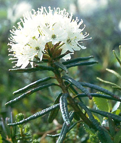 Багно болотний лікувальні властивості та протипоказання застосування Багно болотний лікувальні властивості та протипоказання застосування