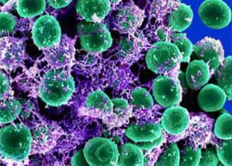 Бактерії, віруси і грибки провокують тонзиліт