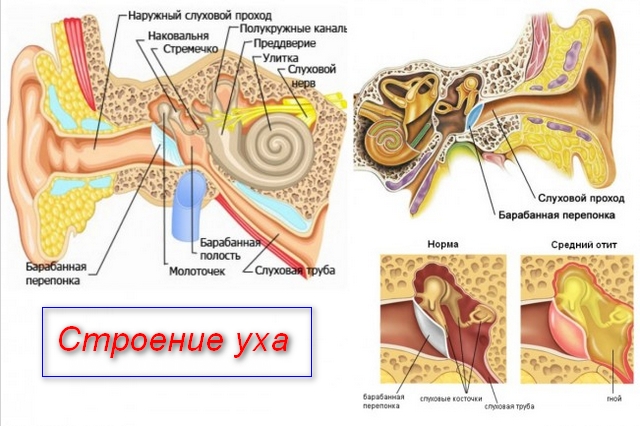 Барабанна перетинка, пошкодження та перфорація барабанної перетинки