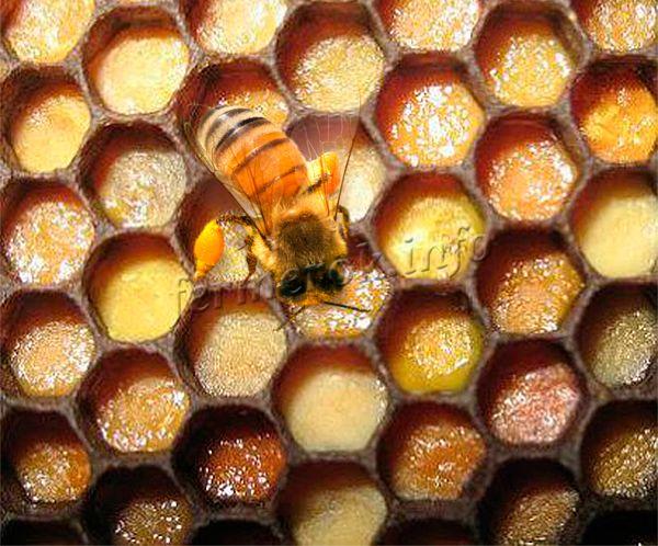 Бджолина перга – що це, корисні властивості, як приймати
