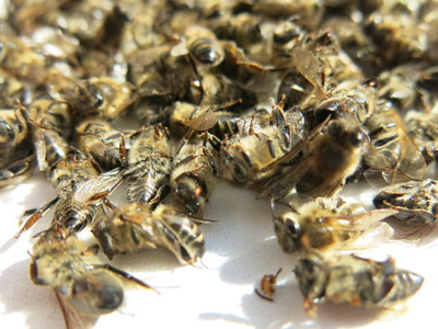 Бджолиний підмор корисні властивості і протипоказання