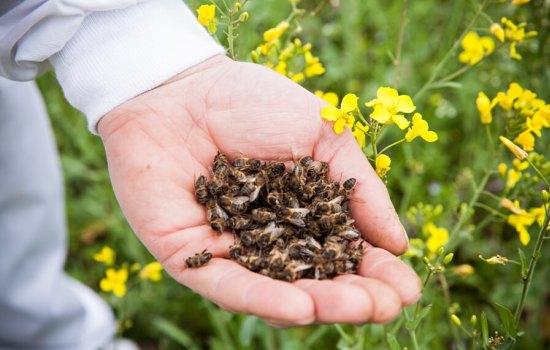 Бджолиний підмор корисні властивості і протипоказання