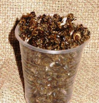 Бджолиний підмор – користь і шкода, застосування, рецепти – Медичний портал
