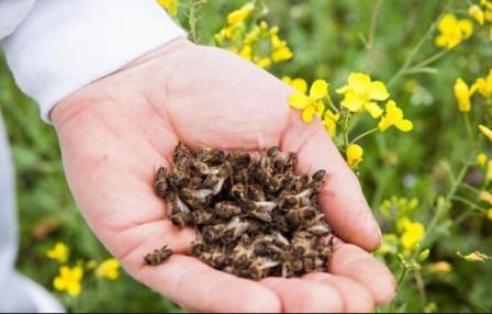 Бджолиний підмор – застосування та протипоказання