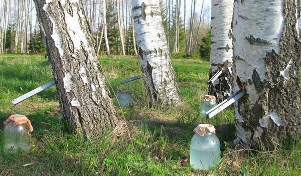Березовий сік користь та шкоду як пити
