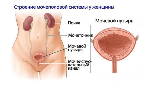 Болі в сечовому міхурі у жінок причини симптоми і лікування