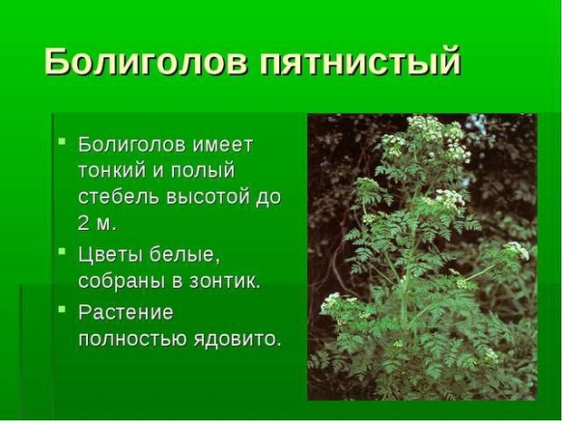 Болиголов лікувальні властивості і побічні ефекти