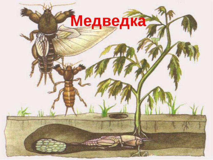 Боротьба з медведкою народними і хімічними засобами