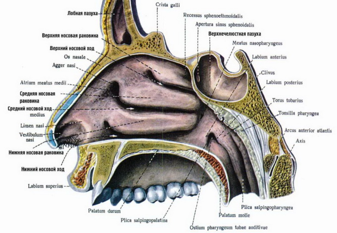Будова і функції однієї з основних частин дихальної системи від крил носа до пазух