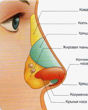 Будова і функції однієї з основних частин дихальної системи від крил носа до пазух