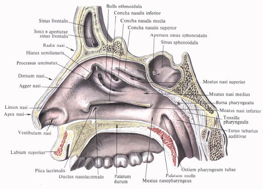 Будова і функції однієї з основних частин дихальної системи від крил носа до пазух