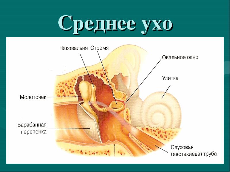 Будова і функції середнього вуха людини