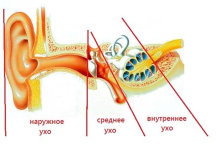 Будову, функції і захворювання зовнішнього вуха