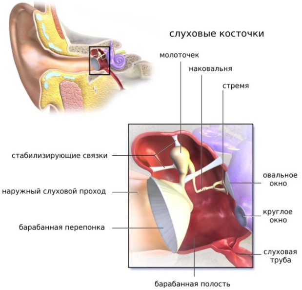 Будову, функції і захворювання зовнішнього вуха