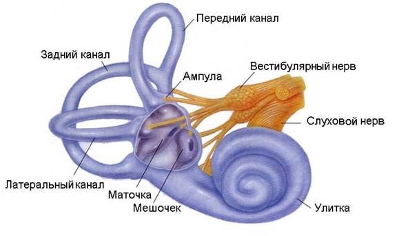 Будову, функції і захворювання зовнішнього вуха