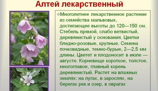 Булли в легенях чому вони з’являються і як їх лікувати