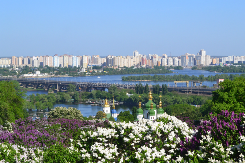 Бузок лікувальні властивості і протипоказання Бузок звичайна опис